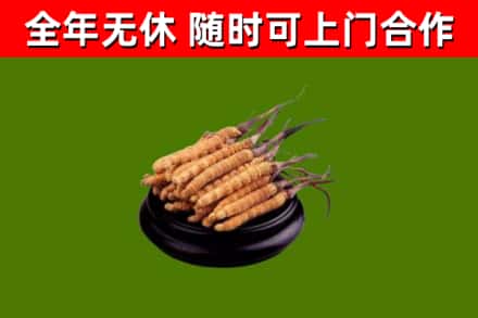 大兴安岭烟酒回收冬虫夏草.jpg
